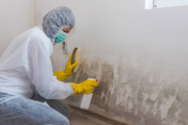 Best Environmental Consulting for Mold Prevention  in Rainbow Lakes, NJ